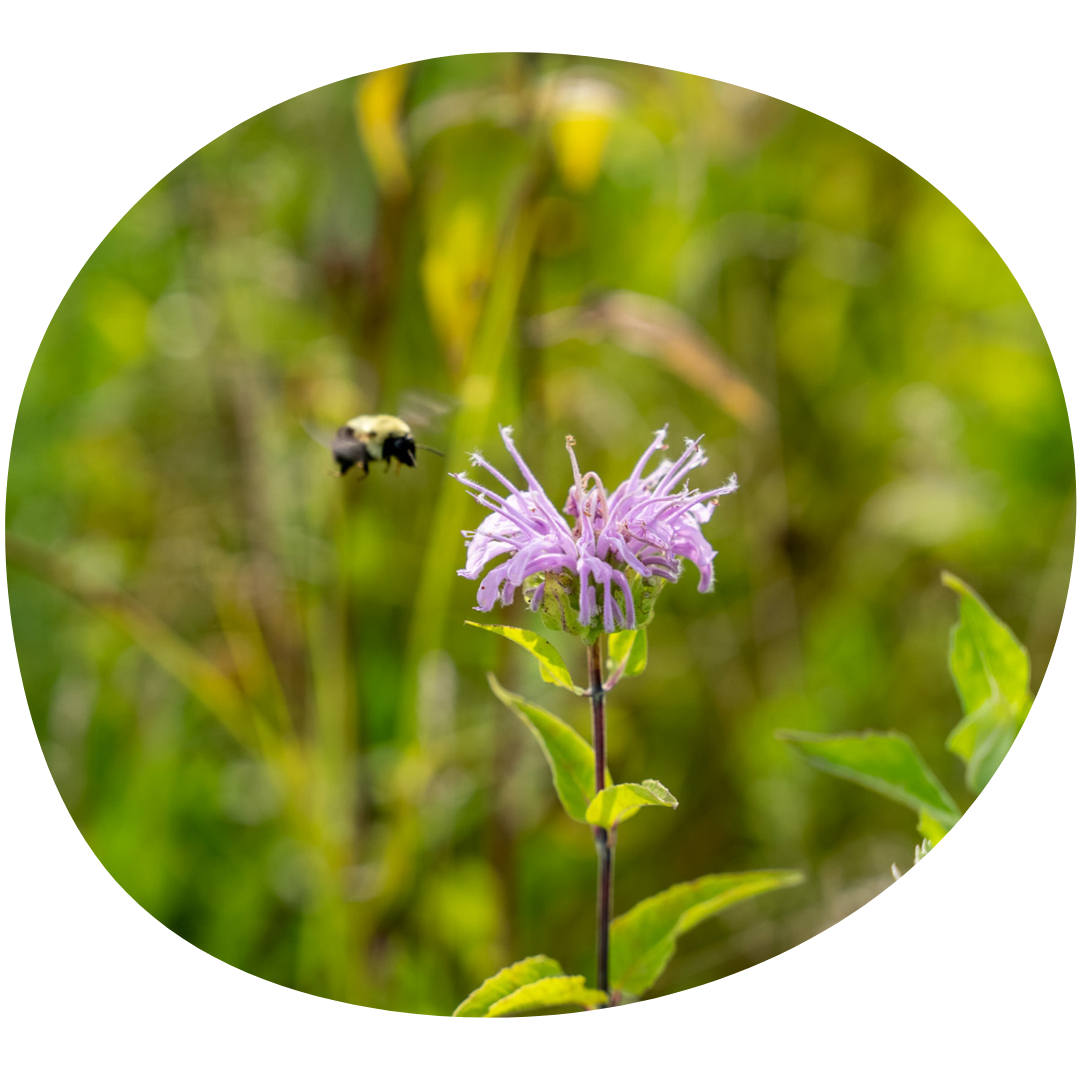 Get Started with Plant ID — Sustainability Matters